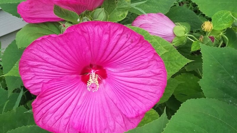Fairview Park - Carpentersville, IL