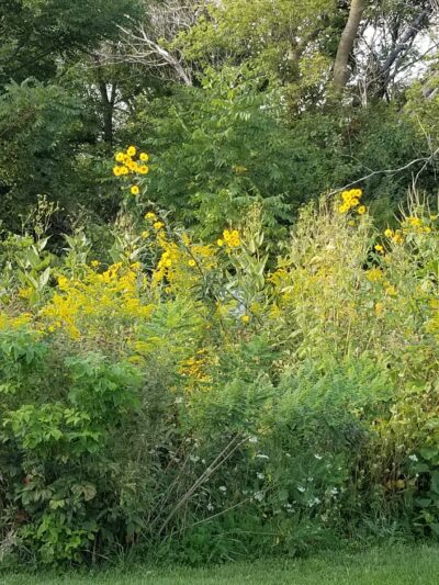 Grandview Park - Carpentersville, IL