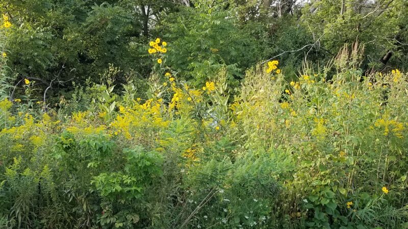 Grandview Park - Carpentersville, IL