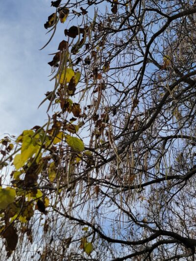 Lincolnwood Park - Carpentersville, IL