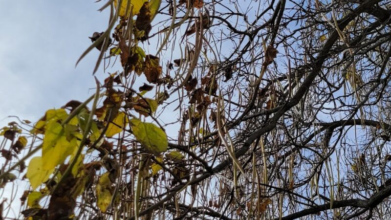 Lincolnwood Park - Carpentersville, IL