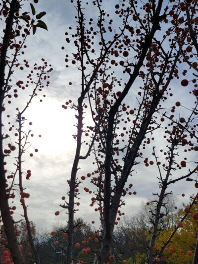 Lincolnwood Park - Carpentersville, IL