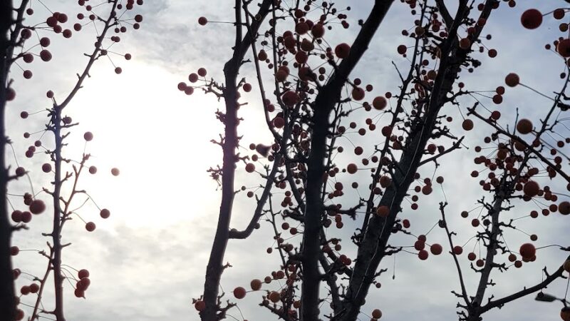 Lincolnwood Park - Carpentersville, IL