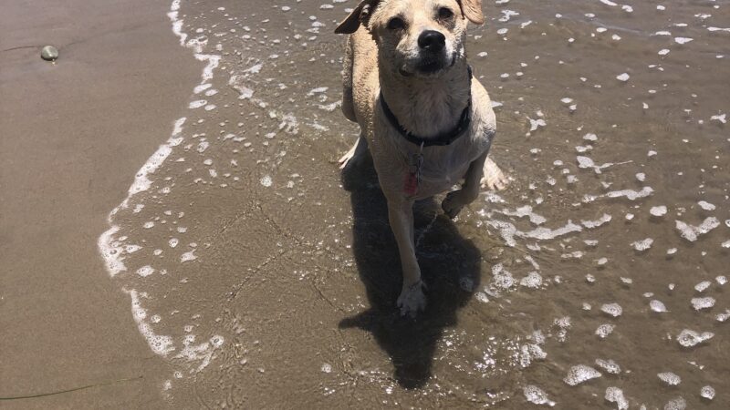Carpinteria Dog Beach - Carpinteria, CA