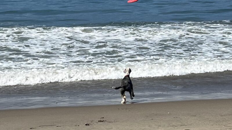 Carpinteria Dog Beach - Carpinteria, CA