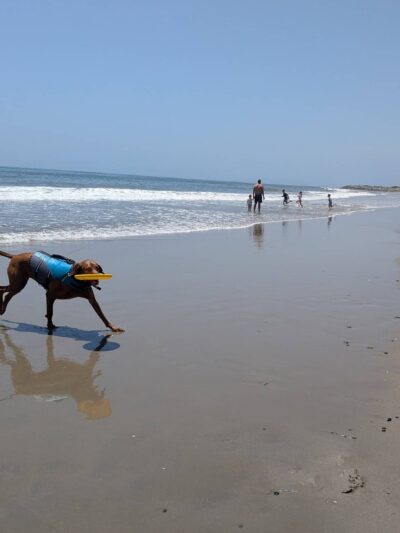 Carpinteria Dog Beach - Carpinteria, CA