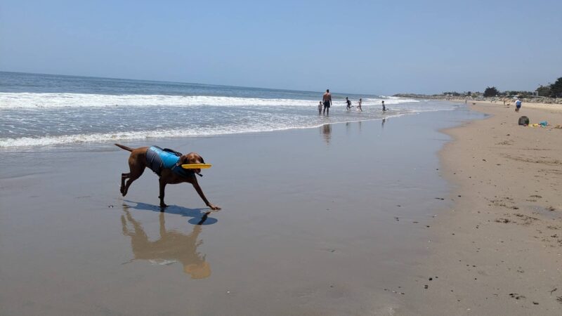 Carpinteria Dog Beach - Carpinteria, CA
