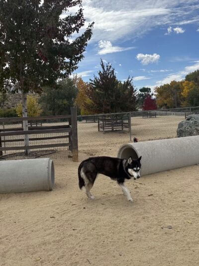 Fuji Park Dog Park - Carson City, NV
