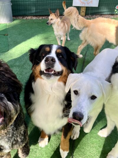 Hailey’s Happy Wags - Carver, MA