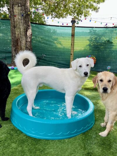 Hailey’s Happy Wags - Carver, MA