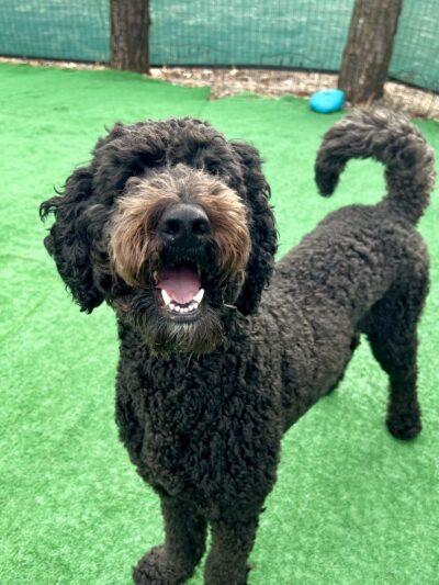 Hailey’s Happy Wags - Carver, MA