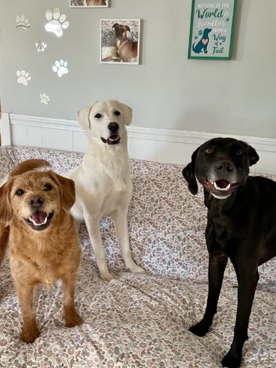 Hailey’s Happy Wags - Carver, MA