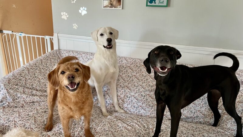Hailey’s Happy Wags - Carver, MA