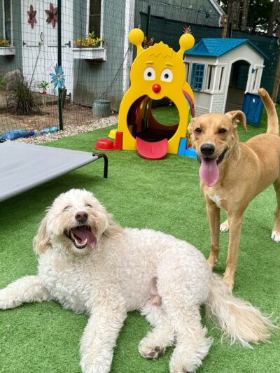 Hailey’s Happy Wags - Carver, MA