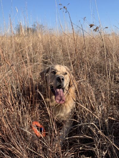 Dog Park at Hoffman Park - Cary, IL