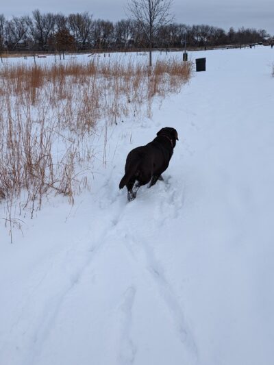 Dog Park at Hoffman Park - Cary, IL