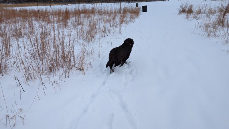 Dog Park at Hoffman Park - Cary, IL