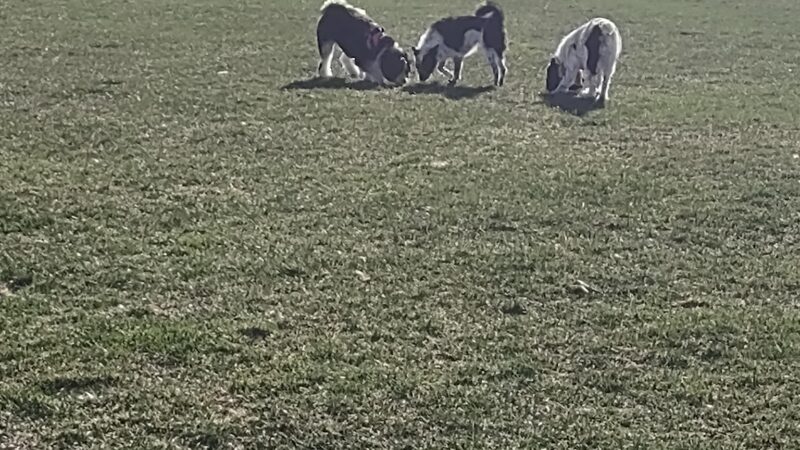 Dog Park at Hoffman Park - Cary, IL