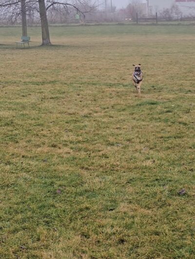 Dog Park at Hoffman Park - Cary, IL