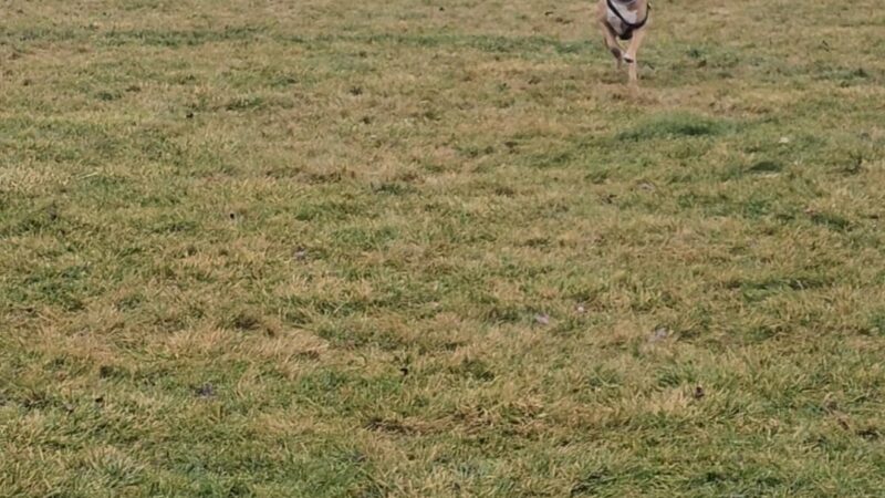 Dog Park at Hoffman Park - Cary, IL