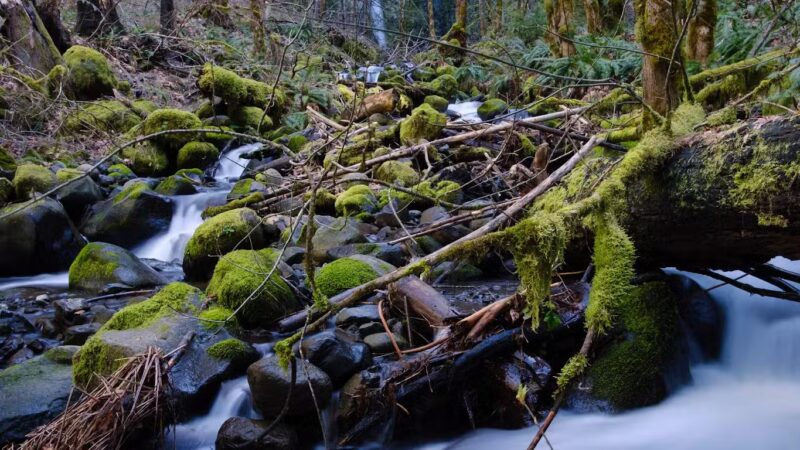 Dry Creek Falls - Cascade Locks, OR