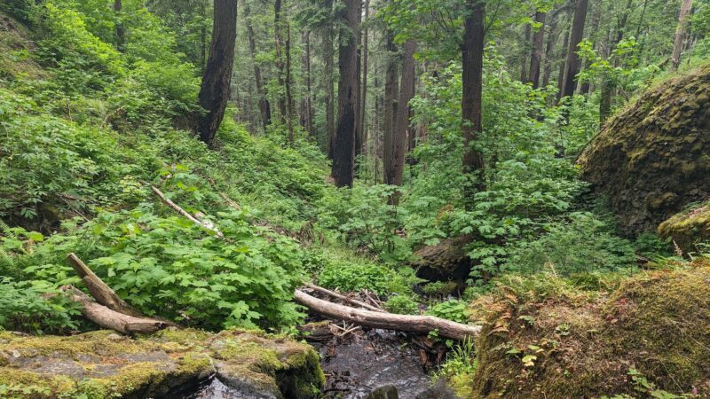 Herman Creek Trailhead - Cascade Locks, OR