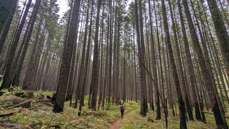 Herman Creek Trailhead - Cascade Locks, OR