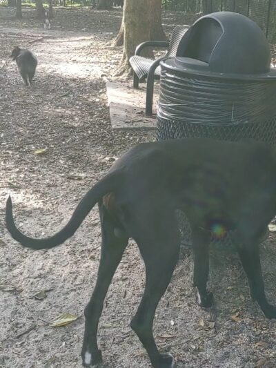 Pawmosa Dog Park - Casselberry, FL