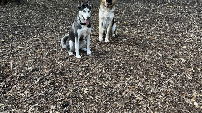 Pawmosa Dog Park - Casselberry, FL