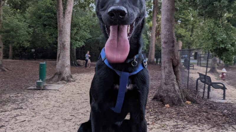 Pawmosa Dog Park - Casselberry, FL