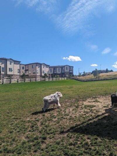 Douglas County Off-leash Area - Castle Rock, CO