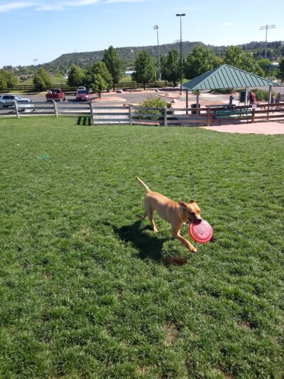 Douglas County Off-leash Area - Castle Rock, CO
