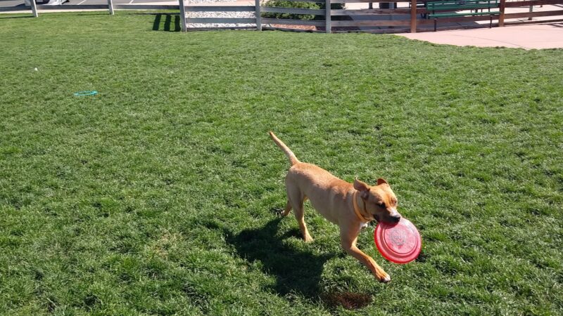 Douglas County Off-leash Area - Castle Rock, CO