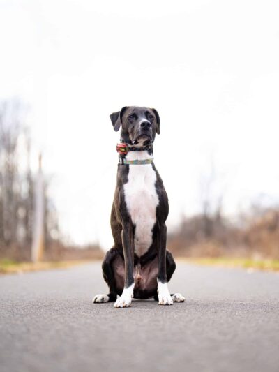 Albany-Hudson Rail trail Miller Rd. Trailhead - Castleton-On-Hudson, NY