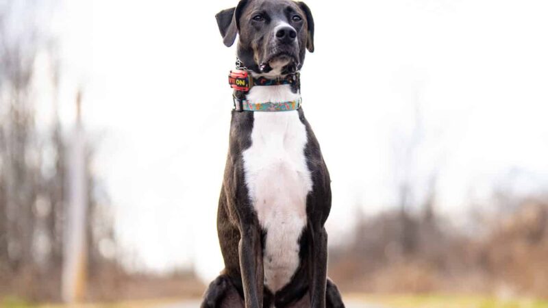 Albany-Hudson Rail trail Miller Rd. Trailhead - Castleton-On-Hudson, NY