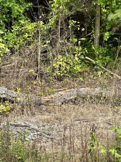Albany-Hudson Rail trail Miller Rd. Trailhead - Castleton-On-Hudson, NY