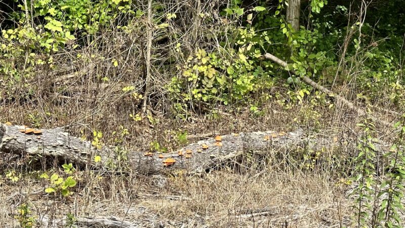 Albany-Hudson Rail trail Miller Rd. Trailhead - Castleton-On-Hudson, NY