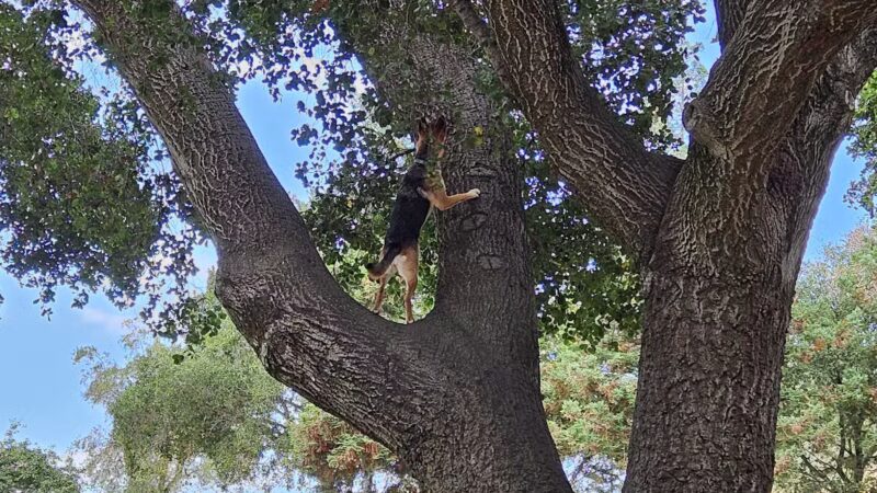 Earl Warren Dog Park - Castro Valley, CA