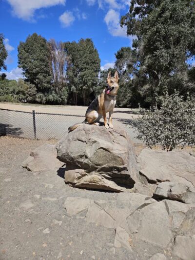 Earl Warren Dog Park - Castro Valley, CA