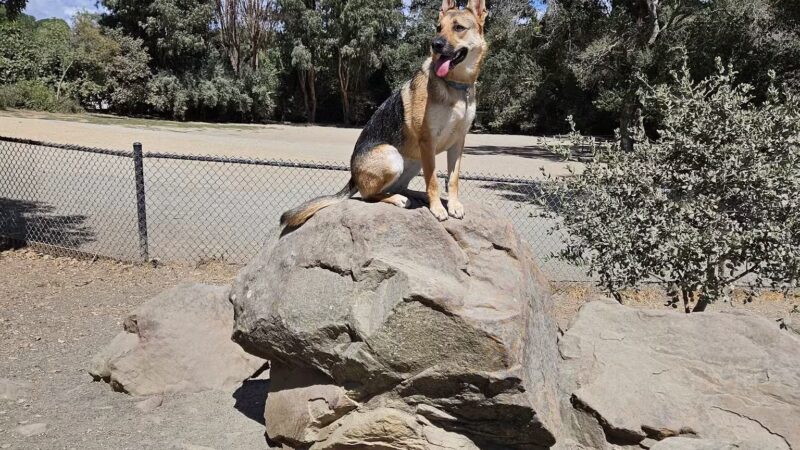 Earl Warren Dog Park - Castro Valley, CA