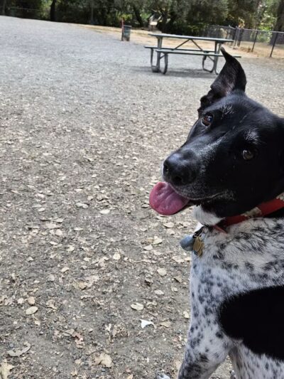 Earl Warren Dog Park - Castro Valley, CA