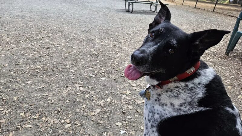 Earl Warren Dog Park - Castro Valley, CA