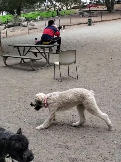 Earl Warren Dog Park - Castro Valley, CA