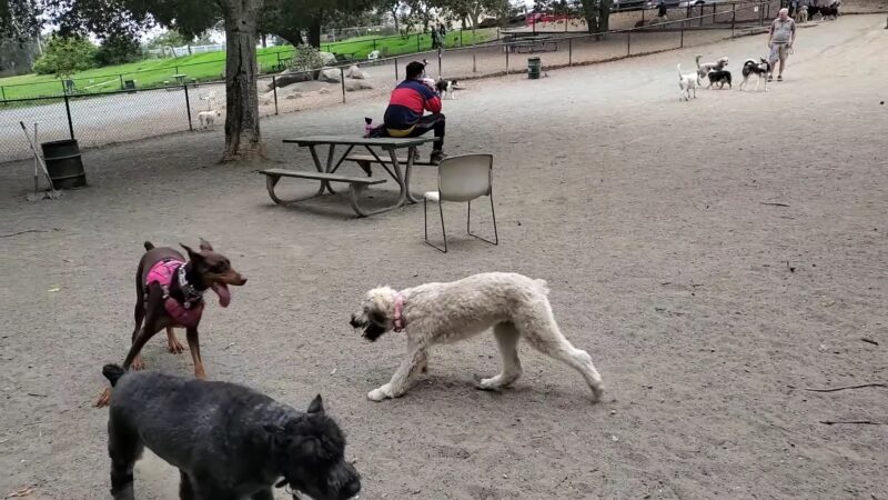 Earl Warren Dog Park - Castro Valley, CA