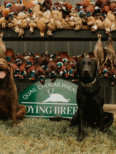 Dying Breed Farms - Cat Spring, TX