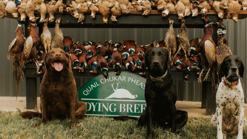 Dying Breed Farms - Cat Spring, TX