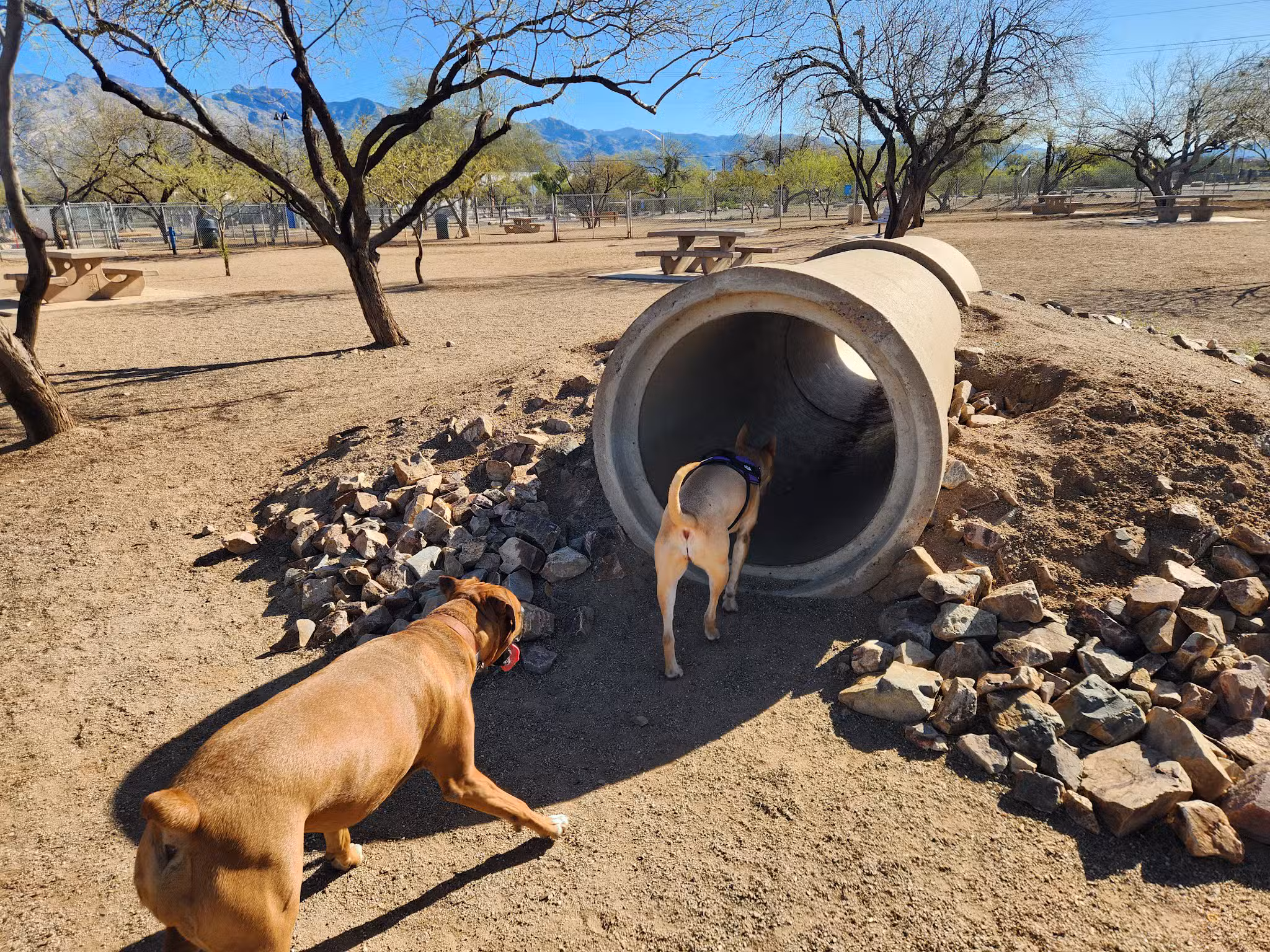 Austin Fitzgerald Memorial Dog Park - Catalina Foothills, AZ