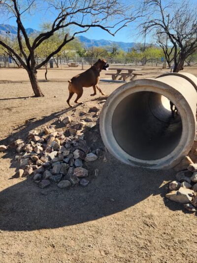 Austin Fitzgerald Memorial Dog Park - Catalina Foothills, AZ
