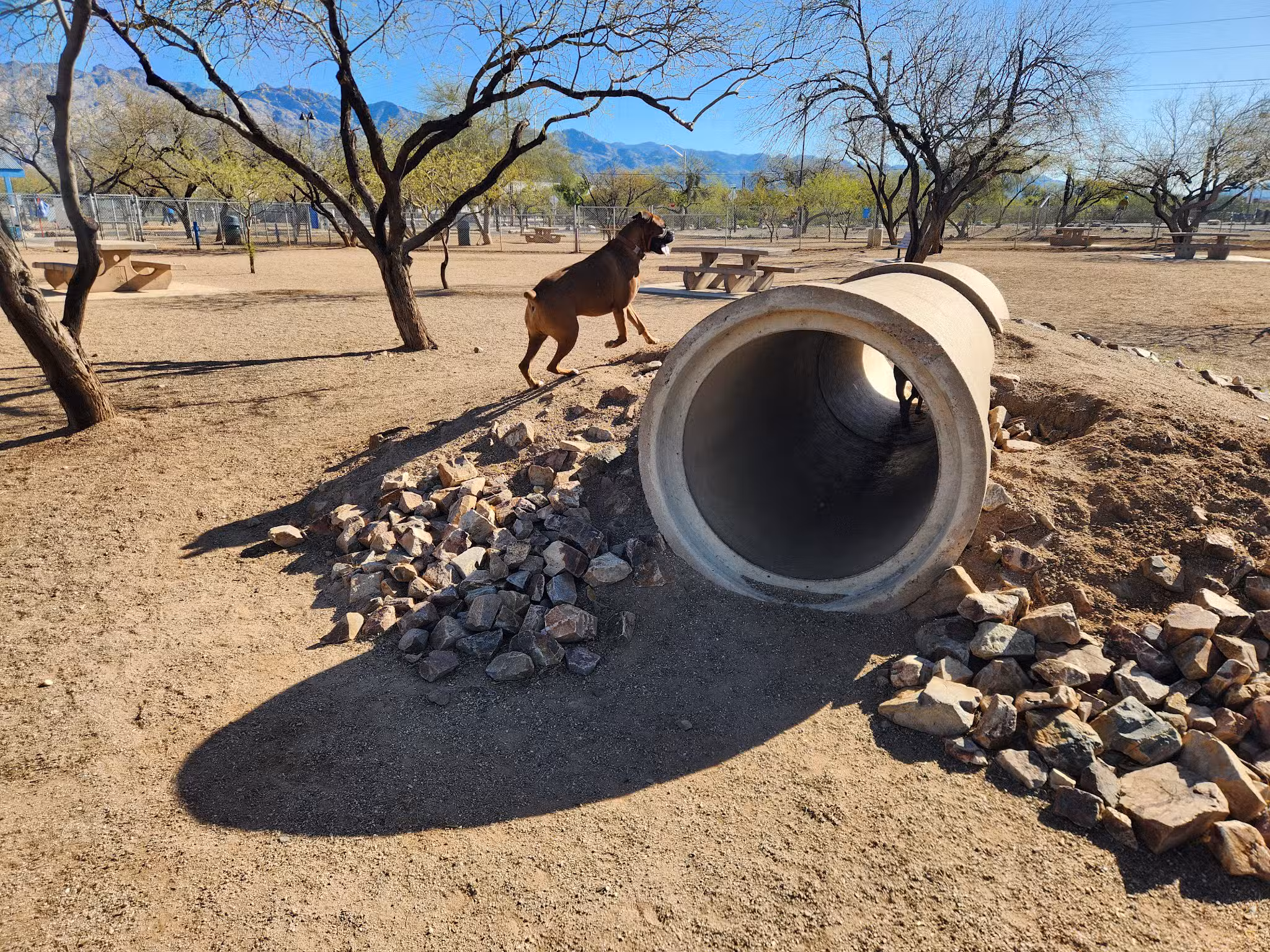 Austin Fitzgerald Memorial Dog Park - Catalina Foothills, AZ