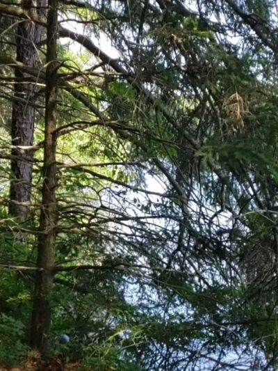 Weiser State Forest Roaring Creek Tract - Klein’s Reservoir - Catawissa, PA